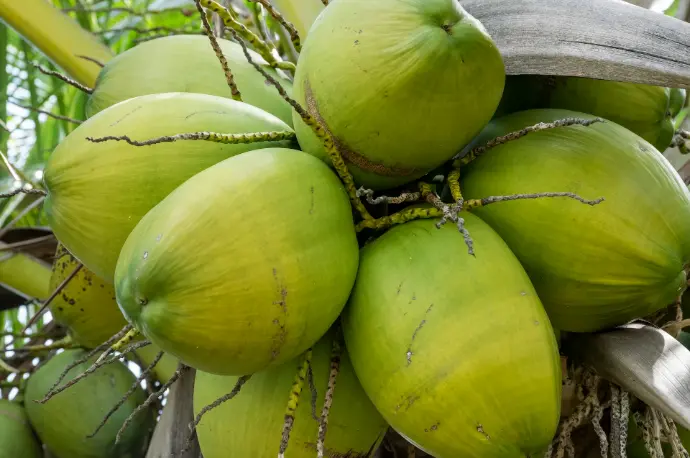 a group of green fruits on a tree
